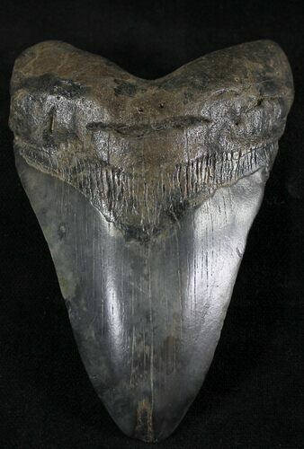 Megalodon Tooth - South Carolina #21956